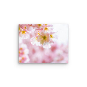 Cherry Blossoms 1 (canvas)