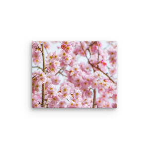 Cherry Blossoms 2 (canvas)