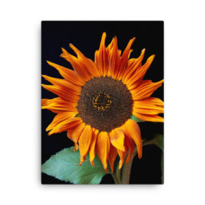 Sunflower on black canvas
