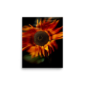 Sunflower on black in motion (print)
