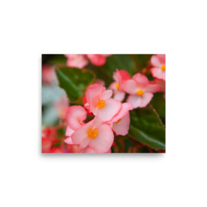 Wax Begonia Flowers (Print)