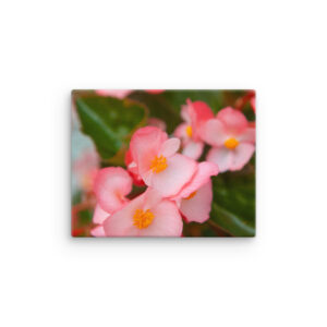 Waxing Begonia (canvas)