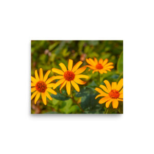 Heliopsis, the fake sunflower (print)